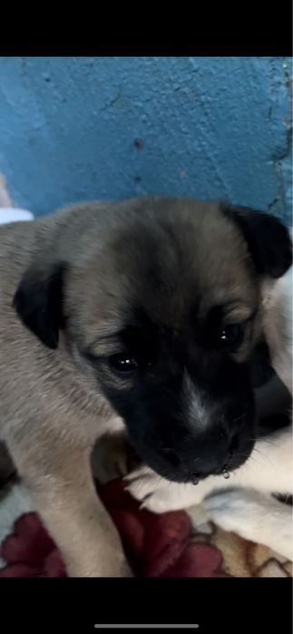 Продам щенки