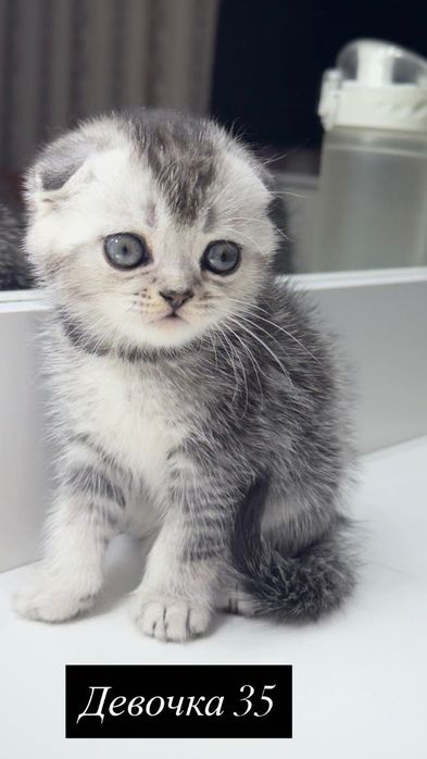 Продам вислоухого котёнка, девочка