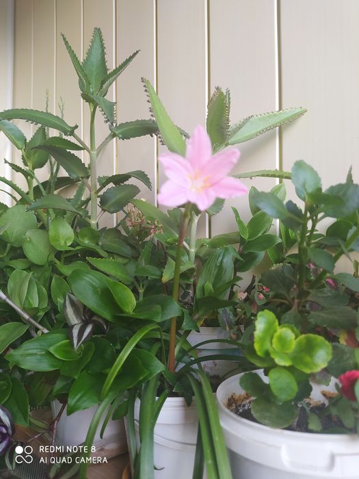 Продам комнатные цветы