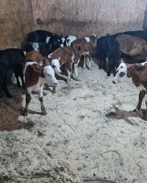 Пролам телят симентал и ангус.