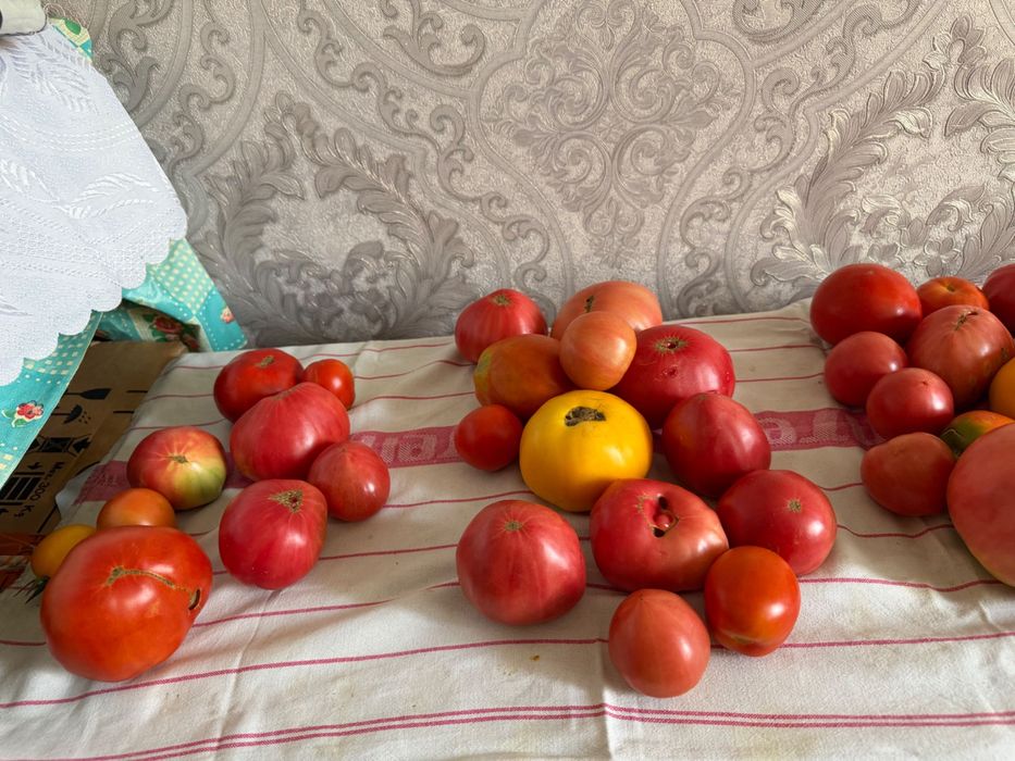 Продам свежие помидоры и огурцы