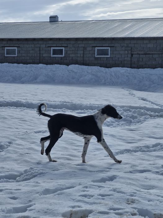 Тазы сатылады 1 жаста