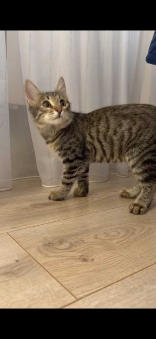 Котенок в добрые руки