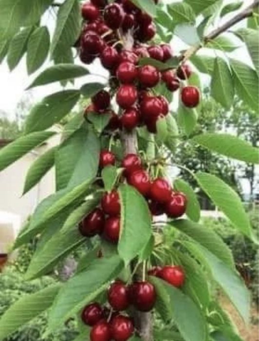 Pomi columnari calitatea 1