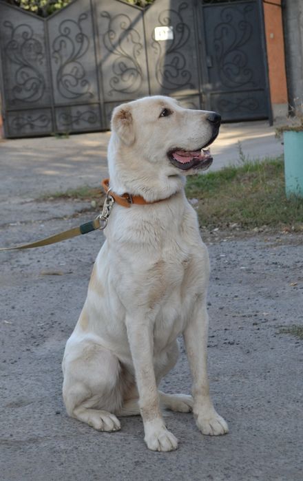 Продам Алабая срочно