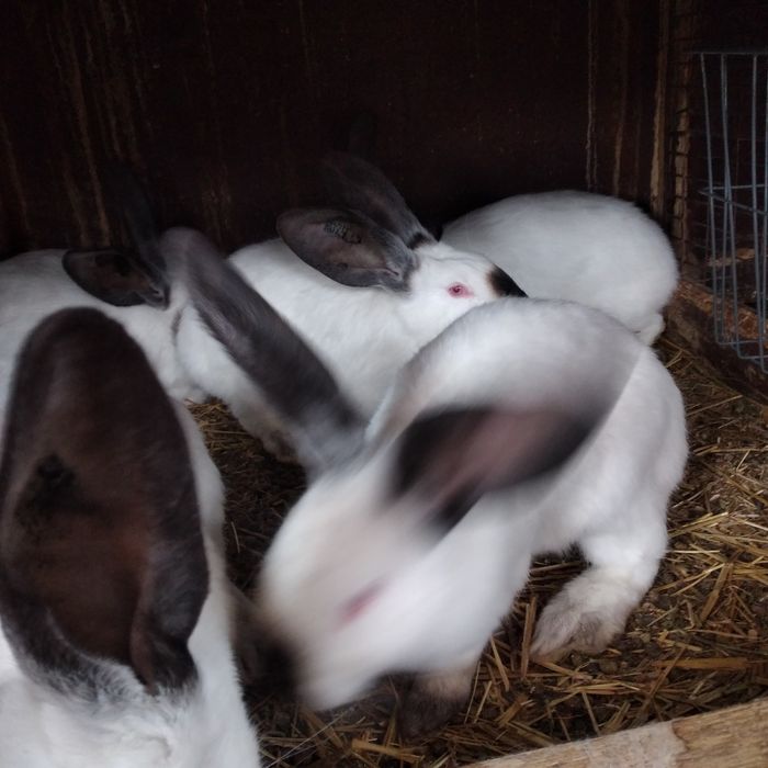 Disponibili iepuri urias de Transilvania tatuați