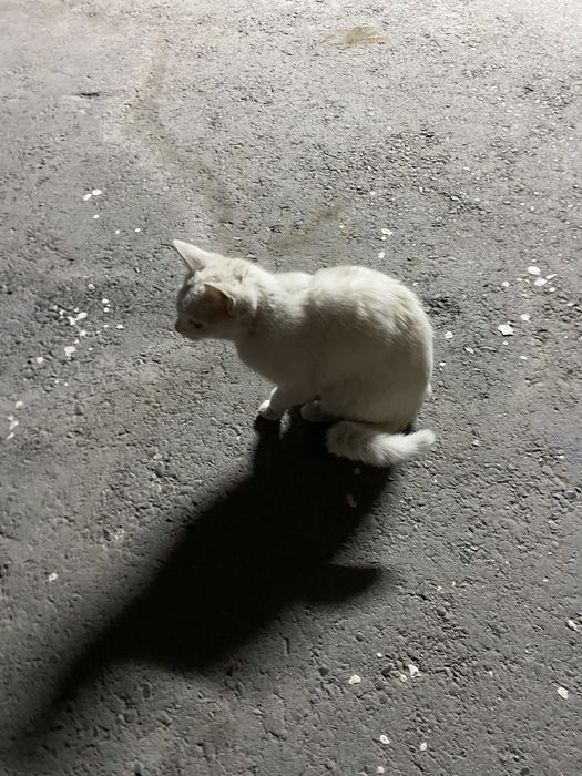 Котенок, девочка