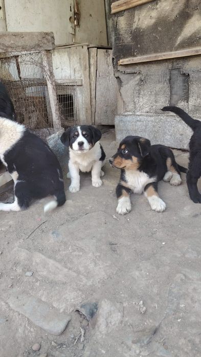 Adopții cățeluși