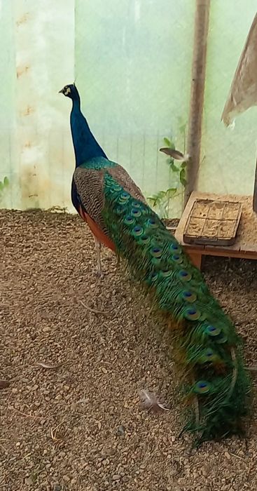 Mascul matur de paun Standard  !