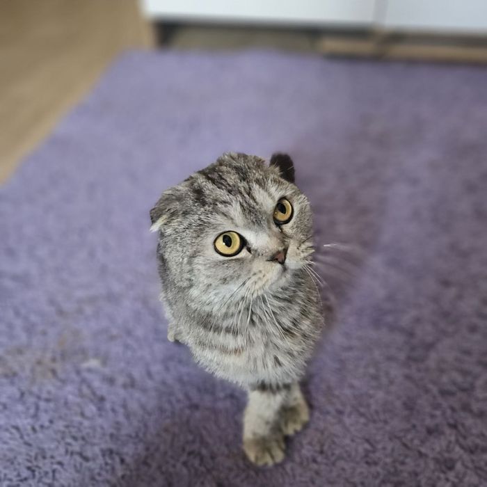 Кот Бонифаций ищет дом! Ташкент!