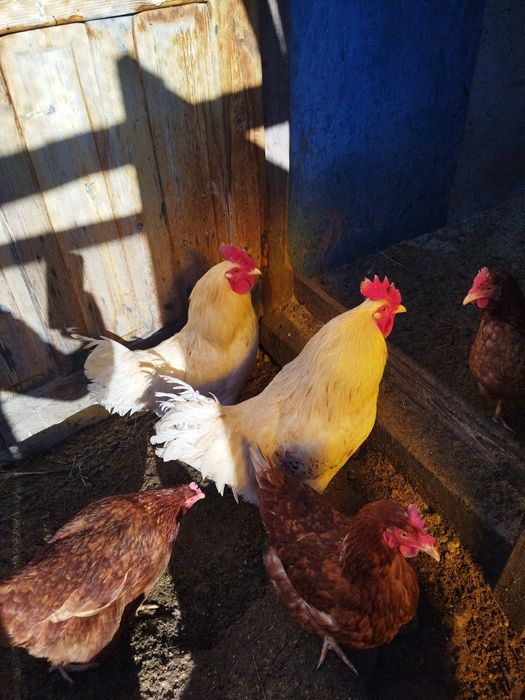 Продам петуха ,ломан браун