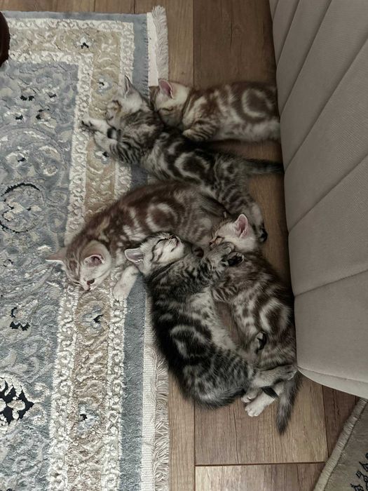 Продам шотландских котят