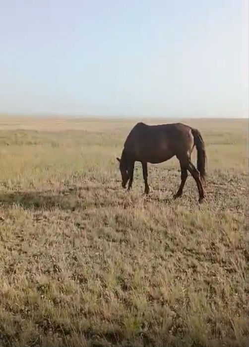 Кулынды бие Кобыла