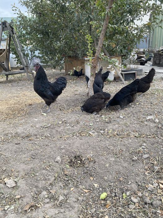 Продам куры ухейилюй
