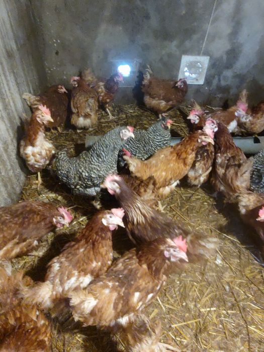 Vând găini ouătoare și ouă