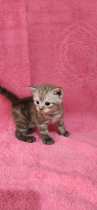 Продам Британских Котят.