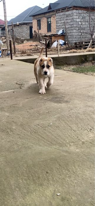 Щенок сао алабай кушык собака