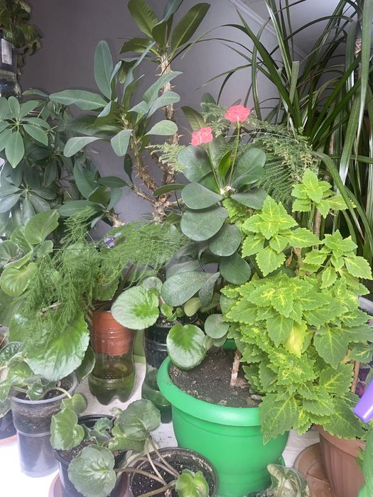 Комнатные расстение. Цветы.