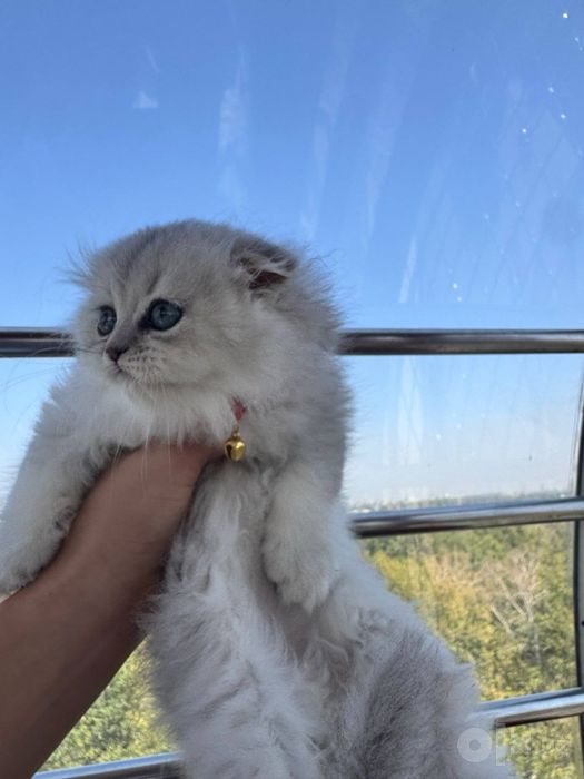 британская шиншилла девочка