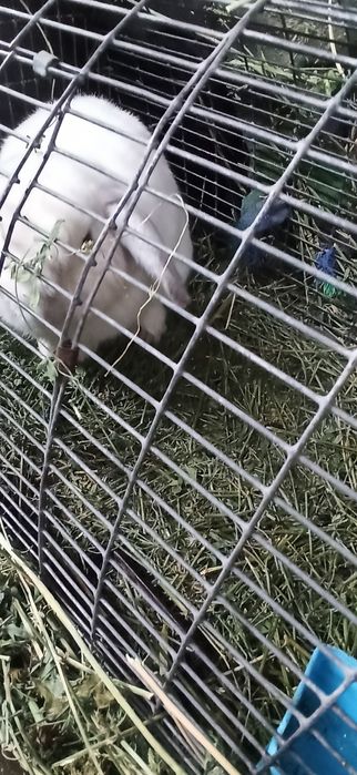 Кролик  декоративный вислоухий