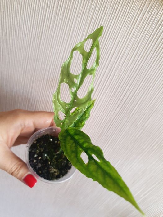 Монстера Обликва Перу