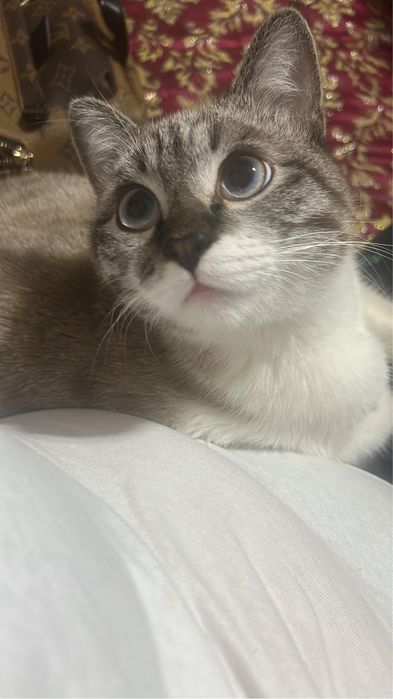 отдам даром игривую кошку