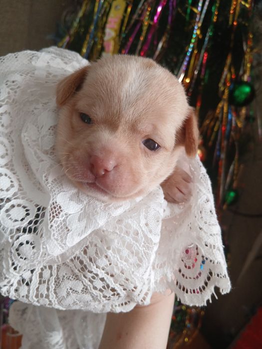 Мини Той Пинчер .