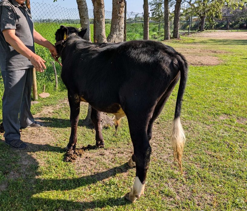 продаётся бык, возраст 10 месяцев, букача сотилади 10 ойлик