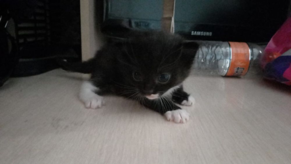 Отдам котят в добрые руки