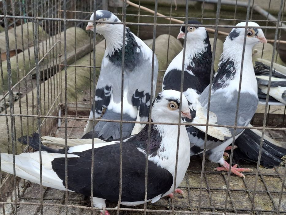 Porumbei takla si jucatori galateni