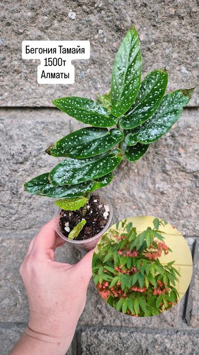 Комнатные растения