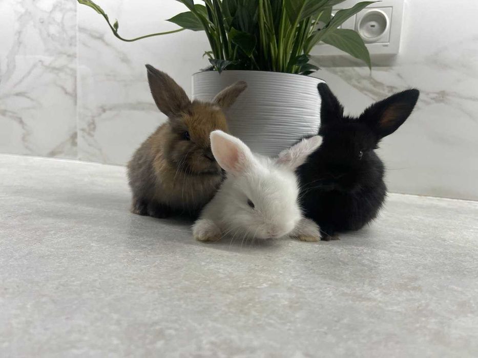 Mini Lop (Декоративный кролик) SPLIT