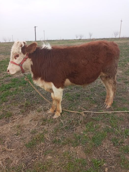 Zotdor buqa sotiladi.  !!SOTILDI!!