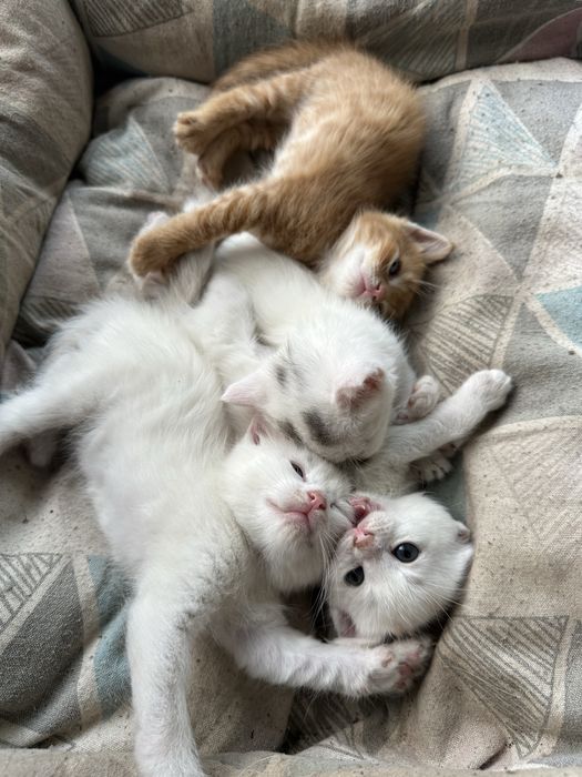 Отдам котят 2 месяца