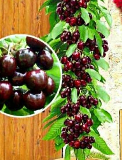 Pomi columnari anul 2/3/4 direct pe rod