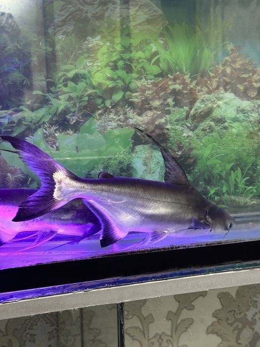 Baliq Akula 4 dona akvarumi bilan