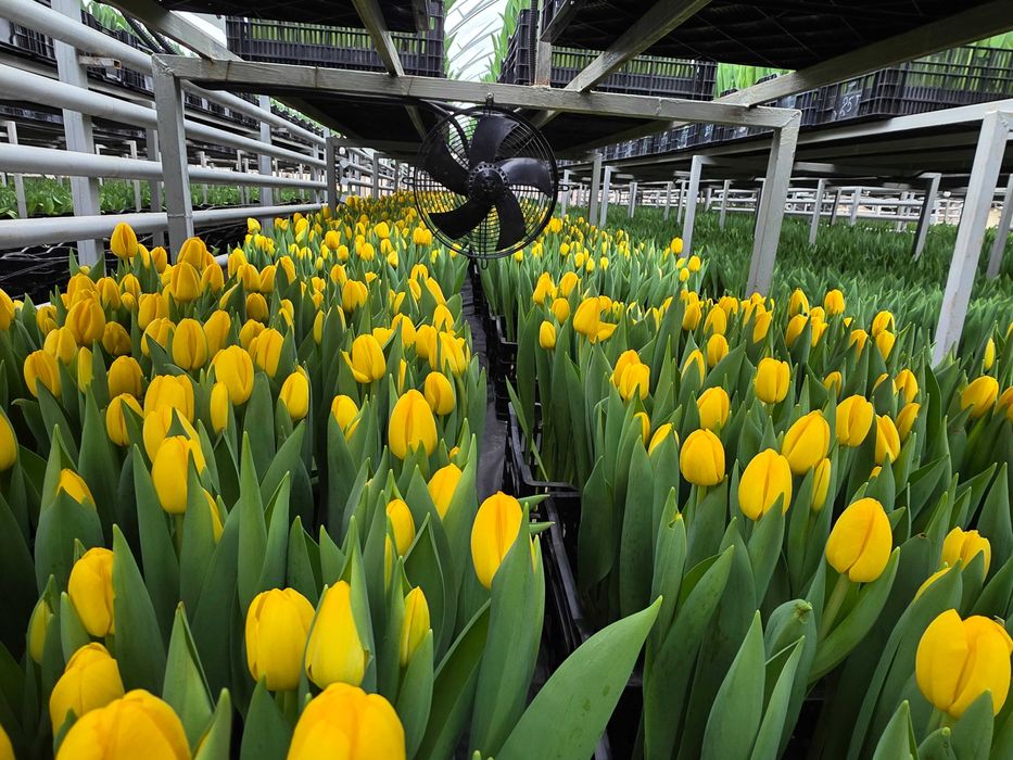 Тюльпаны оптом. Тюльпаны. Теплица