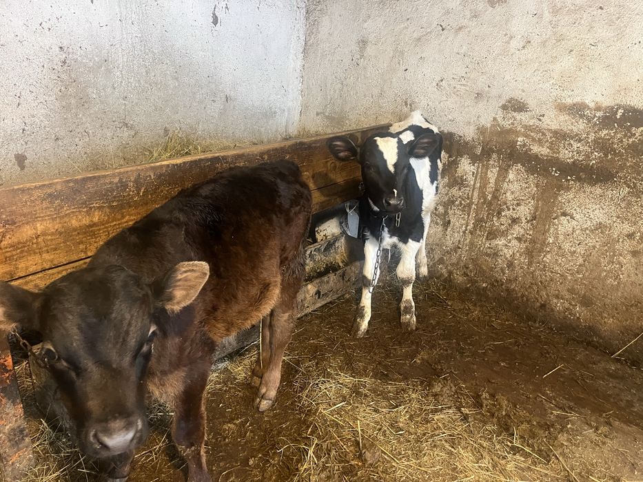 Vand 2 taurasi frumosi