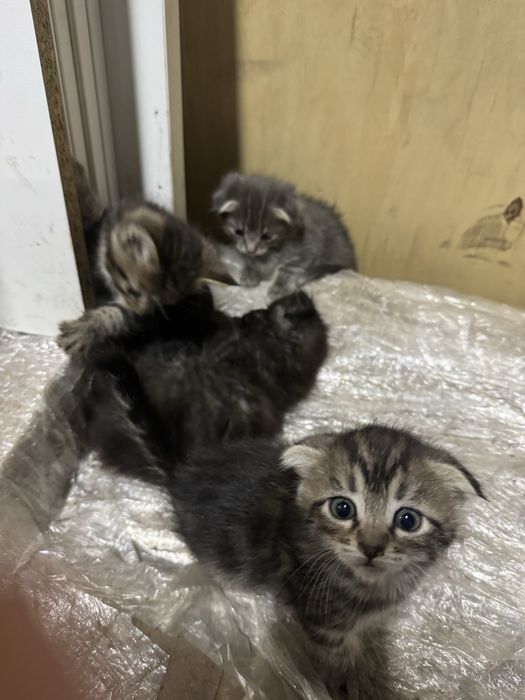 Отдам котят бесплатно