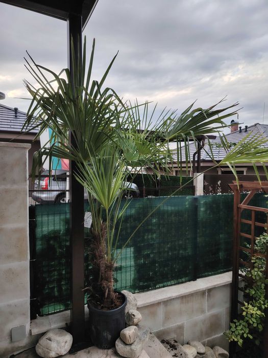 Палма, растения и цветя