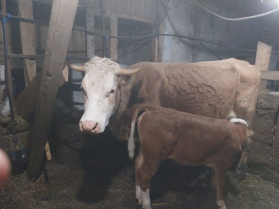 Vând vacă Balțata Românească cu vitea