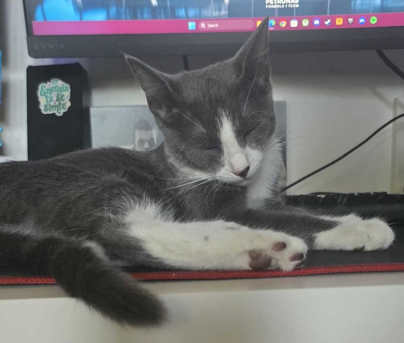 Caut adoptie pentru o pisica.