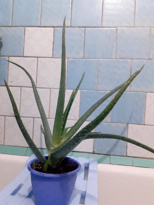 Денежное дерево, алоэ,каланхоэ.