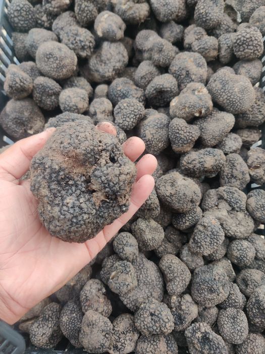 Trufe negre de vară (tuber aestivum)