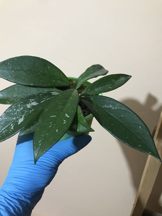 Хойя Карноза. Восковой плющ