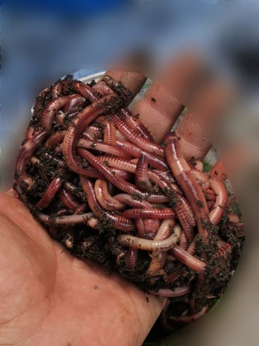 Momeală vie pentru pescuit–Râme roșii,Canadiene/Tulcea Negre,Lipitori