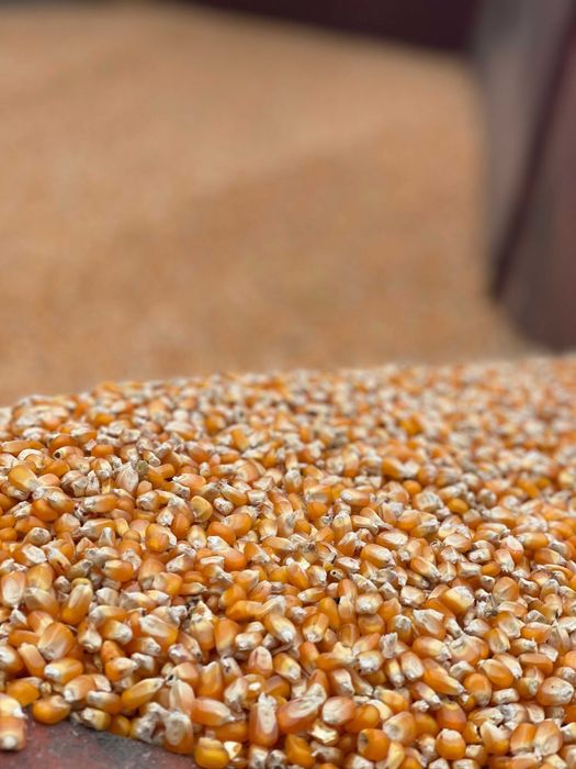 Vând porumb sticlos (9590 și Pandoras) - prod. 2025