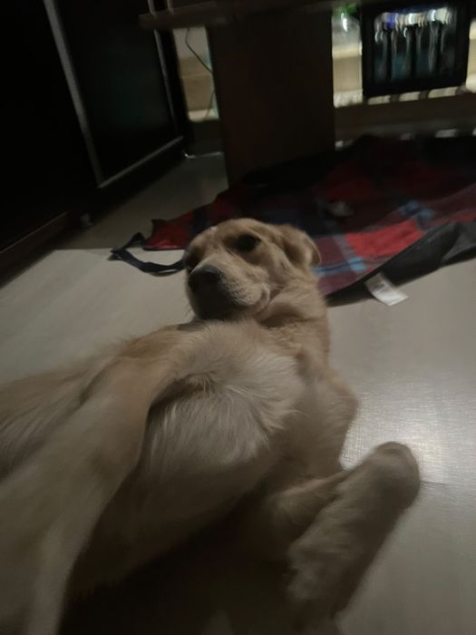 2 câini Husky se oferă spre adopție