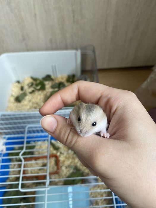 Хомяки мальчики и девочки