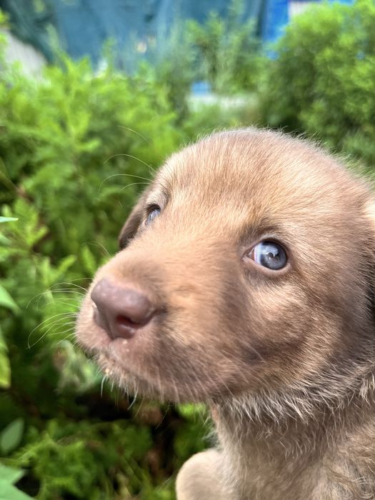 Милашка Тея, 2 мес